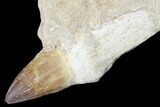 Fossil Rooted Mosasaur (Prognathodon) Tooth - Morocco #174346-2
